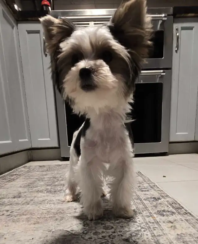 Biewer Terrier READY TO GO in Dogs & Puppies for Rehoming in Edmonton - Image 8