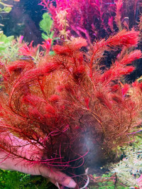 Myriophyllum tuberculatum Red aquarium plant