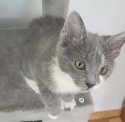 chaton femelle  Cherche bon foyer La tuque, View more
