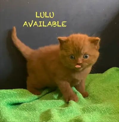 BRITISH SHORTHAIR (rare color Cinamon), View more
