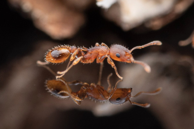 Exotic Ants | Ant Supplies | Feeders in Other in Oshawa / Durham Region - Image 2