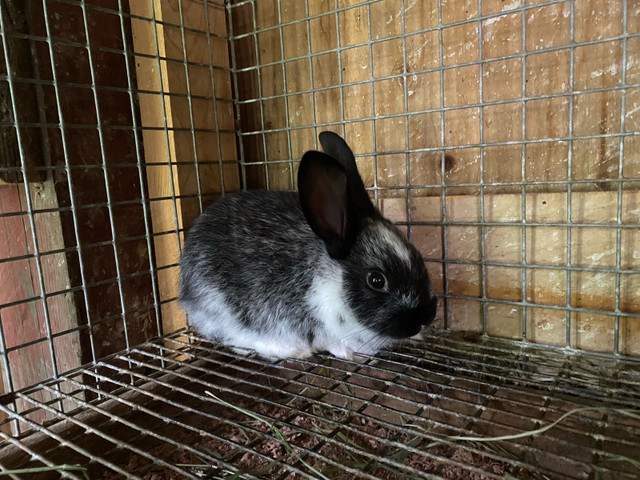 mini bunny in Small Animals for Rehoming in Stratford - Image 3
