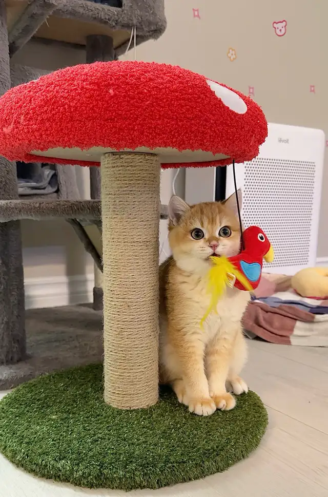 Pure British Shorthair Kitten | Cats & Kittens for Rehoming ...