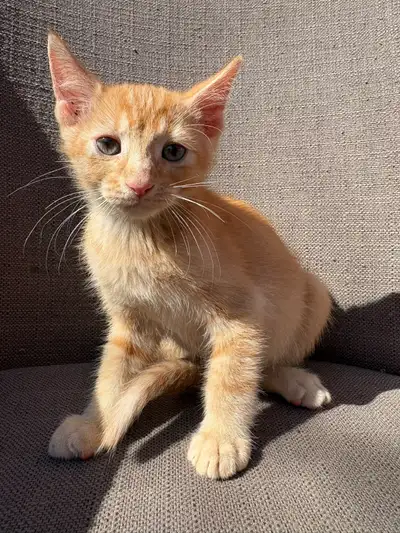 Adorables chatons à adopter – écaille, tigrés et roux – Montréal, View more