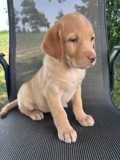 CKC Registered Lab Puppies, View more