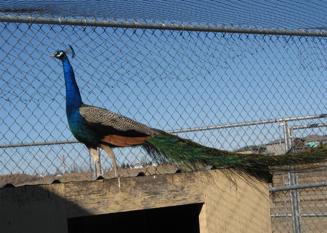 Male Peacock in Birds for Rehoming in Edmonton