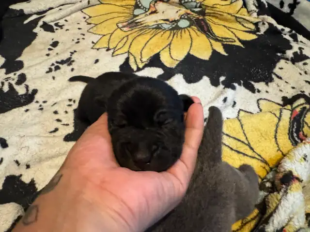 cane corso puppy  in Dogs & Puppies for Rehoming in Whitehorse - Image 4
