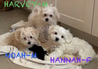 MALTESE/Morkie PUPPIES READY TO GO, View more