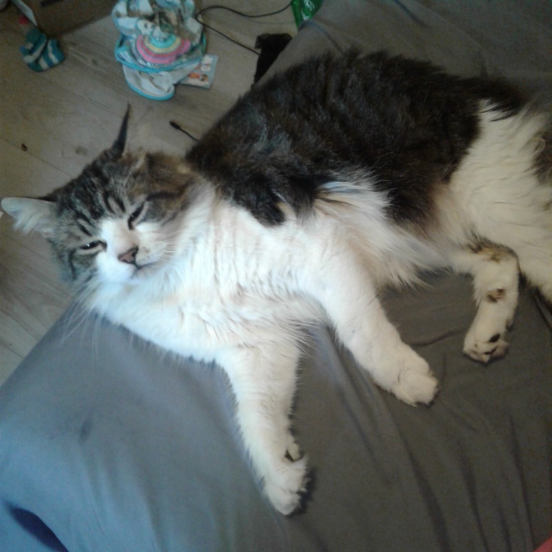 Cat give away Cats & Kittens for Rehoming Moncton Kijiji