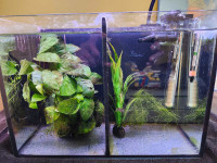 FS : Aqua One Betta Duo tank with two plants
