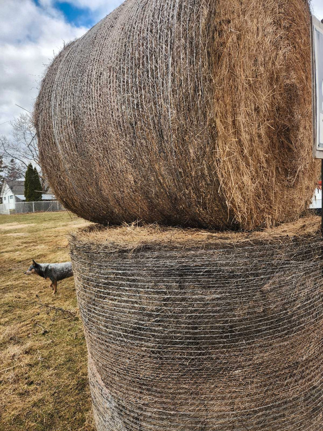 4x5 hay bales in Livestock in Peterborough