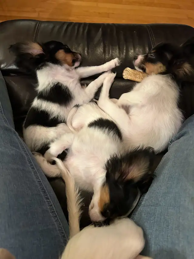Femelle Chihuahua poil long papillon 4lbs in Dogs & Puppies for Rehoming in Laval / North Shore - Image 6