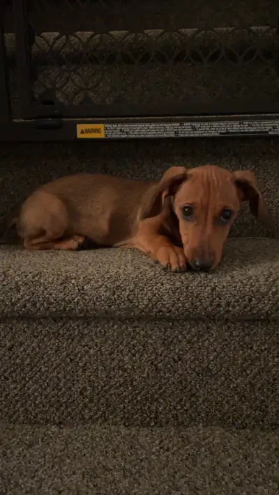 Miniture Weiner Dog Rehoming , View more