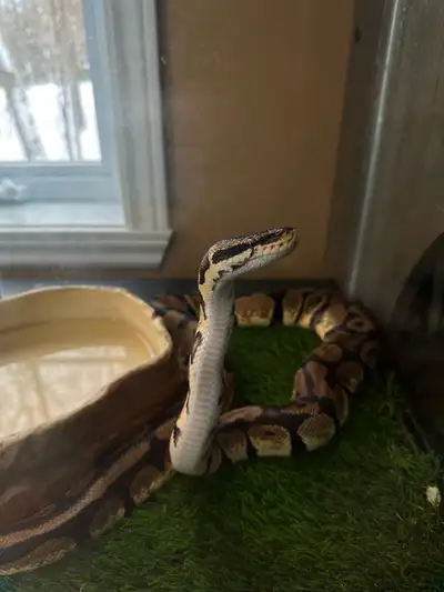 Python royal, View more