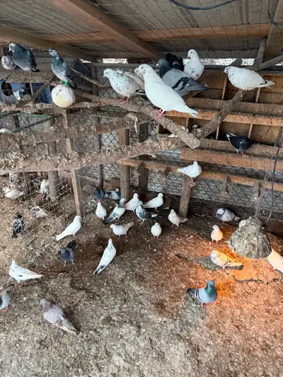 Pigeons for sale., View more