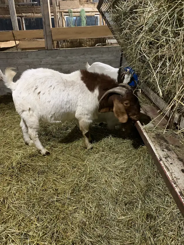 Purebred Boer Buck in Livestock in Hamilton - Image 5