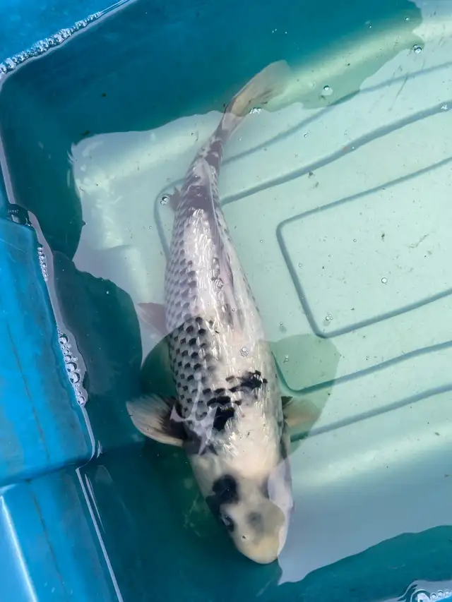 True Japanese koi. in Fish for Rehoming in Calgary - Image 2