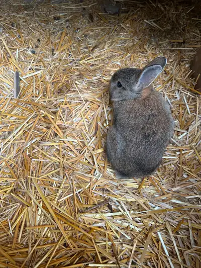 Rabbits for Sale, View more