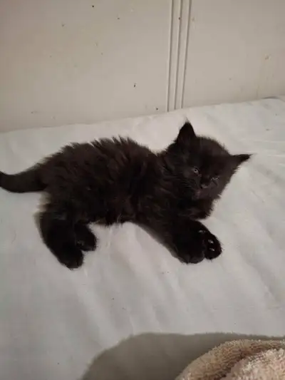 Kittens looking for homes, View more