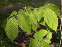 Ironwood trees and saplings, red cedar, sugar maple  