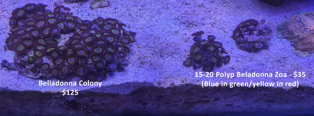 Coral Frags (updated March 29th) in Fish for Rehoming in London - Image 2