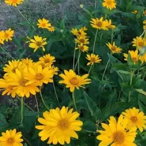 False sunflower seeds, 12 grams for $5, View more