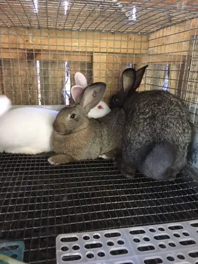 I have four bucks and two does for sale. New Zealands white and brindle color (blackish and brownish...