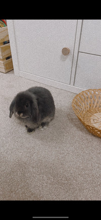 Holland Lop Bunny (Comes with everything!! Or $50 bunny only)