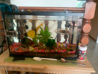 Fish tank, fish and accessories.