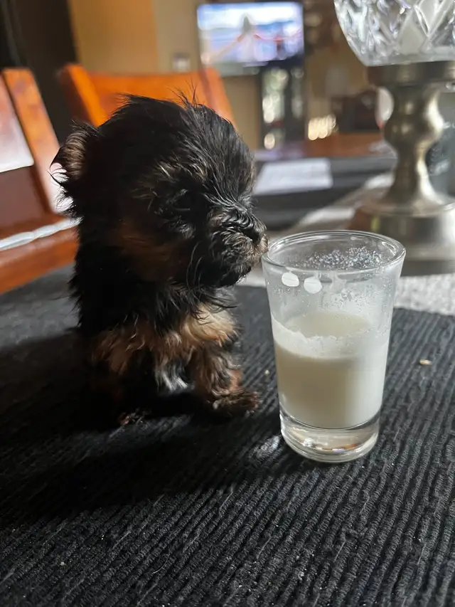 Northern Yorkie puppies ready to go in Dogs & Puppies for Rehoming in City of Toronto - Image 6