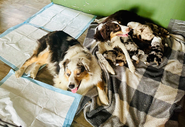  Only 1 baby boys left ! Australian shepherds  in Dogs & Puppies for Rehoming in Leamington - Image 2