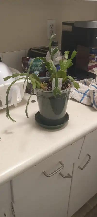 Live christmas cactus, View more