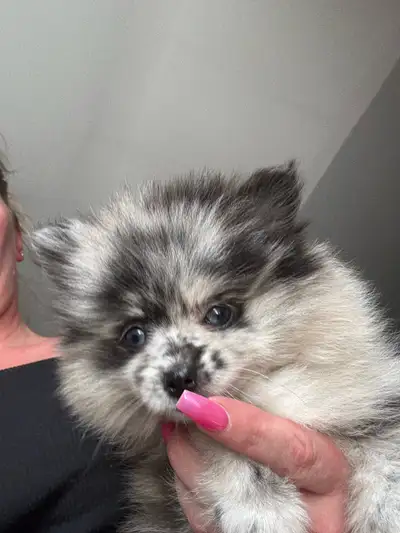 2 superbes Pomeranien femelle , View more