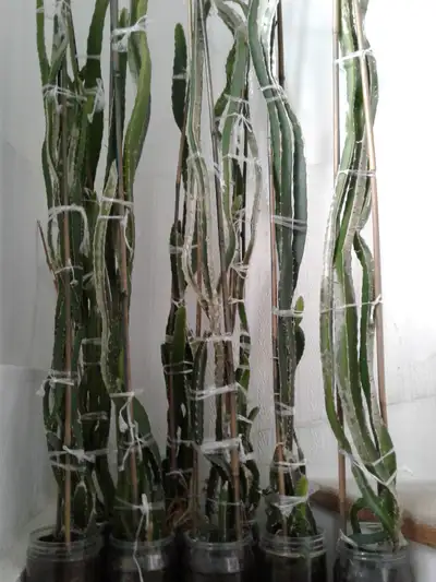 DRAGON FRUIT CACTUS $ 10 EACH, View more