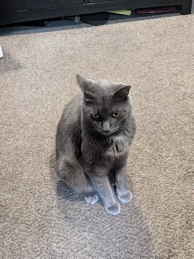 Looking for forever home..., View more