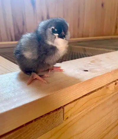 Olive egger chicks, View more