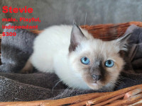 Siamese Kittens delivered Barrie, Orillia, Muskoka, North Bay