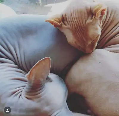 2 chats SPHYNX cherche famille aimante pour la vie. Mâle roux indépendant femelle grise extrêmement...