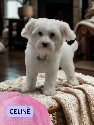Teddy Toy Poodle Puppies  - 1 Female Left, View more