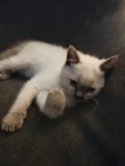 Kittens looking for there forever home, View more