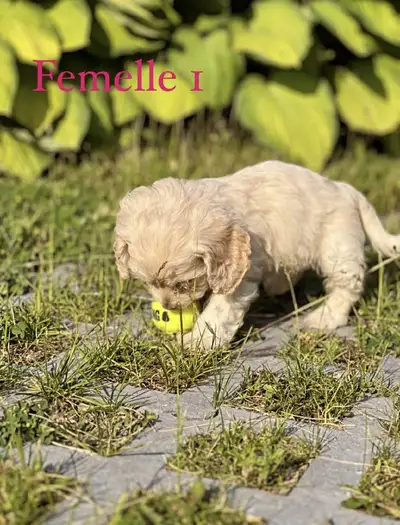 Prêts a partir Rencontrez nos adorables boules de joie ! Nos magnifiques chiots Cockapoo sont enfin...