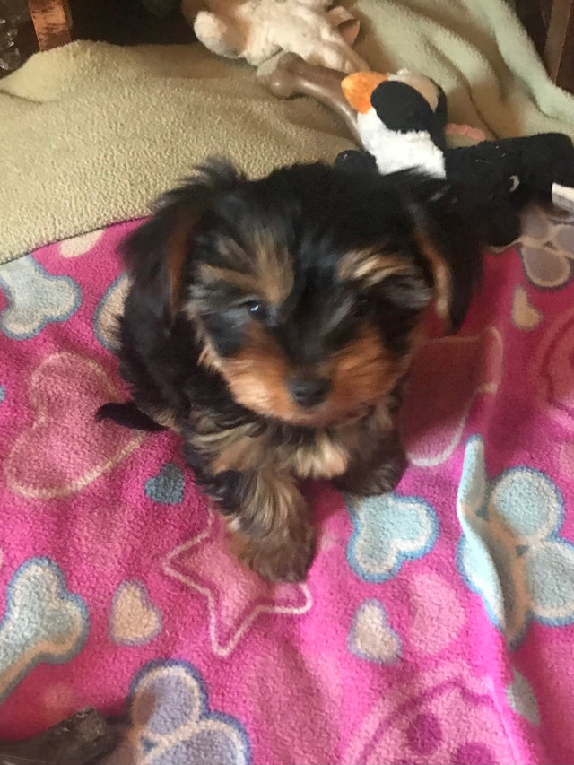 Yorkie Puppy in Dogs & Puppies for Rehoming in Trenton - Image 4