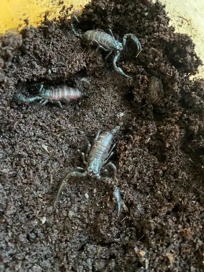 Scorpions, View more