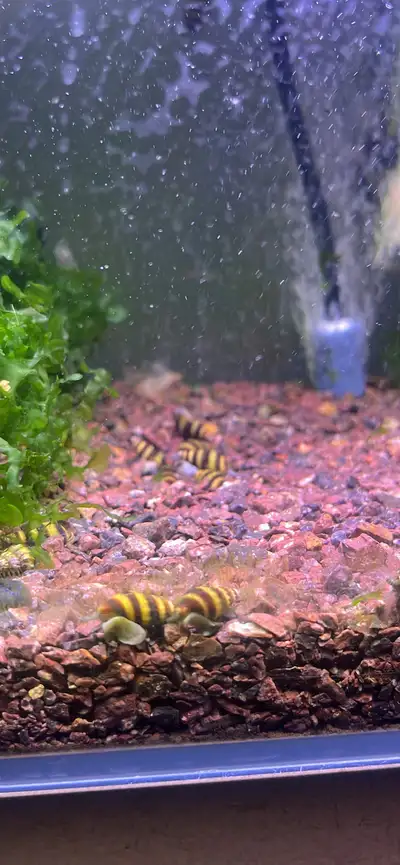 assassin snails, Voir plus
