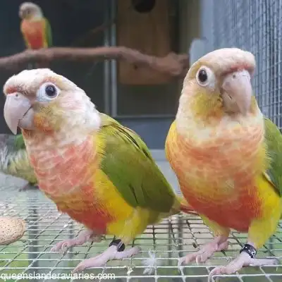 pineapple conure / female, View more