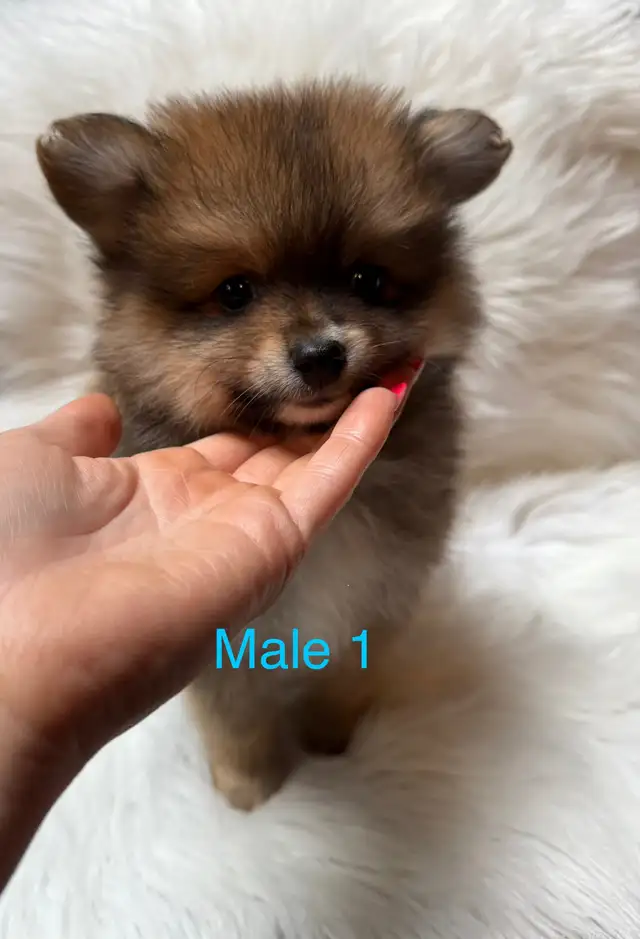 Pomeranian Puppies Ready to go!! in Dogs & Puppies for Rehoming in Ottawa - Image 2