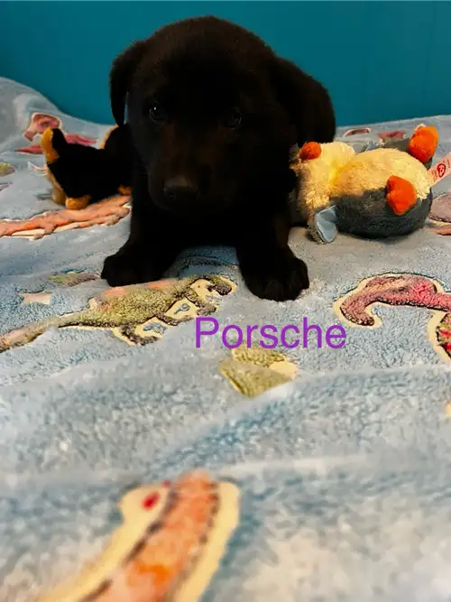 German shepherd lab cross Come meet these sweet little girls ready for their furever families Would...