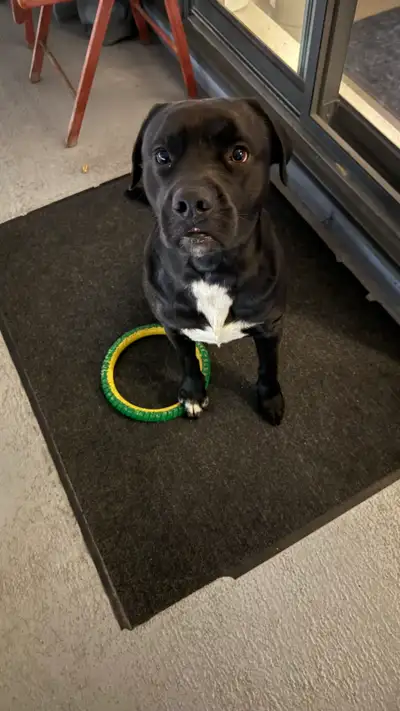 Hello! We are looking for a good quiet home for our 2.5 year old Lab mix. He’s a well trained dog, h...