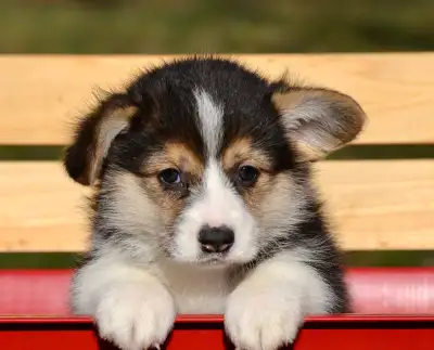 Welsh Corgi Pembroke Pure Race, View more
