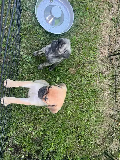 female pug ready for forever Homes, View more